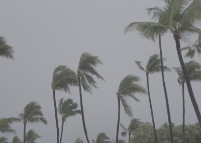 Palm trees at Grand Wailea before Erica & Brett's Maui wedding celebration